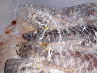 Mycelium na smrkov�ch �i�k�ch