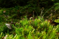 Polytrichum - ploník