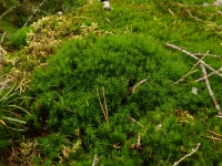 Polytrichum - ploník