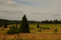 Prodn rezervace Zhsk pl, umava