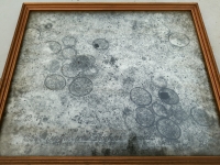 Virus uvnit makrofgu - snmek z elektronovho mikroskopu