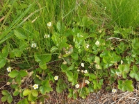 [4] jahodn�ky na krajnici