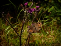 Z cesty na Poledn�k