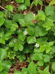 [5] pobl� Studen�ho potoka