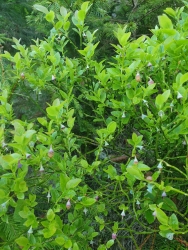 [3] bor�v�� kvete