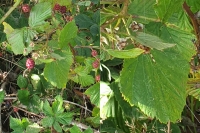 [5] pavouk se schov�v�