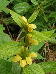 [6] v Pavlin� �dol�