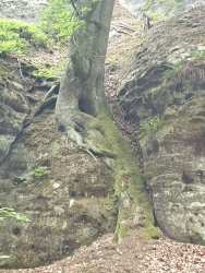 [3] neproroste - jde bokem