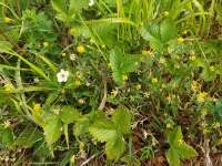 [5] rostlinstvo na krajnici