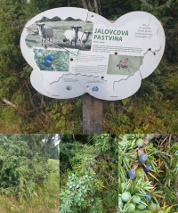 [3] Jalovcov� pastvina