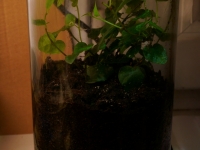 Chvostoskoci Folsomia candida se zde staraj� o rostlinku Ficus pumila