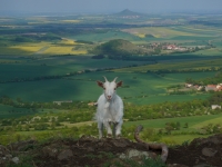 Kozy na Brn�ku